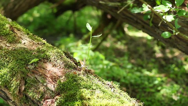 The moss and grass grow on the falling tree.