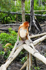 Beautiful monkey Nasalis larvatus against a background of tropical island jungle