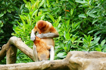 Beautiful monkey Nasalis larvatus against a background of tropical island jungle