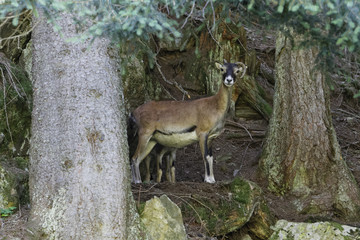Brebis de mouflon