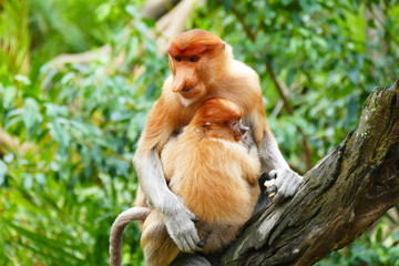 Beautiful monkey Nasalis larvatus against a background of tropical island jungle