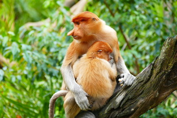 Beautiful monkey Nasalis larvatus against a background of tropical island jungle
