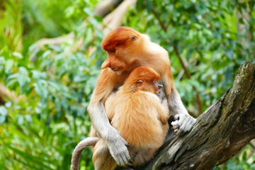 Beautiful monkey Nasalis larvatus against a background of tropical island jungle