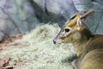 Muntiacus reevesi in zoo