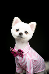 Pomeranian on the black background