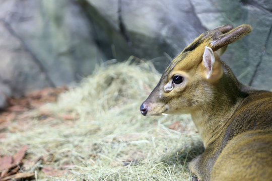 Muntiacus Reevesi In Zoo