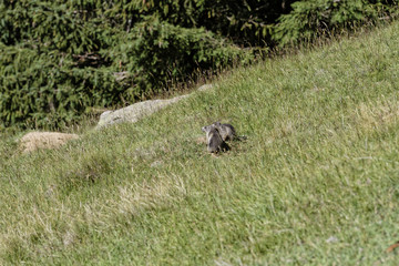 Fratrie de marmotons
