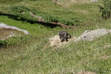 Fratrie de marmotons