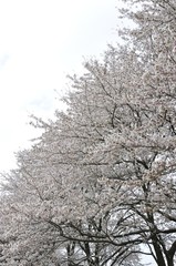 桜並木