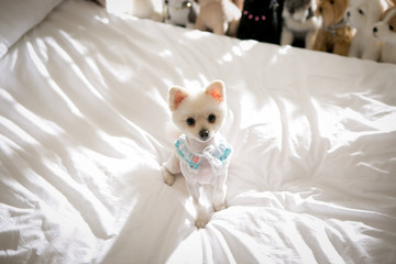 Fototapeta na wymiar Pomeranian on the bed