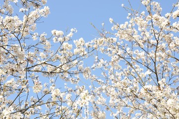 青空に咲く桜