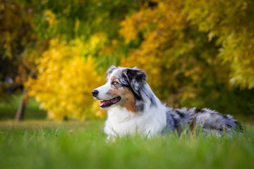 Australian shepherd dog in the park