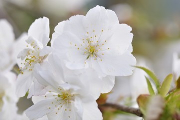 白い桜