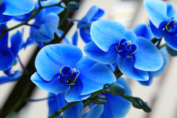 Obraz na płótnie Canvas blue orchid close up