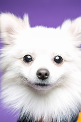 Pomeranian on the purple background