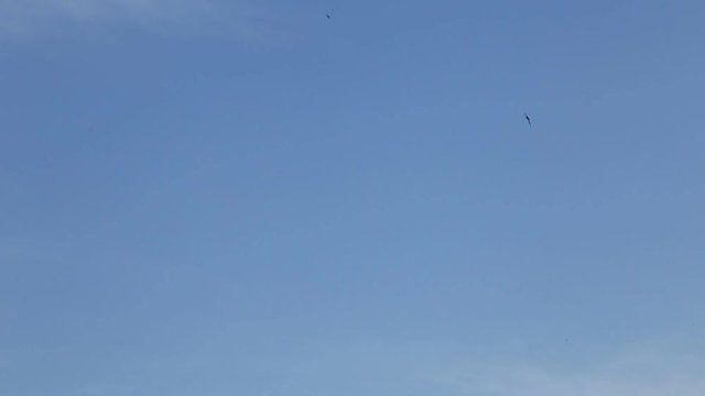 Birds swifts flying in blue sky