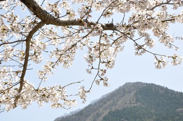 鳥ノ胸山と桜