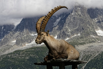 Bouquetin devant le massif du Mont-Blanc