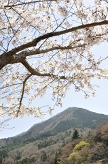 鳥ノ胸山と桜