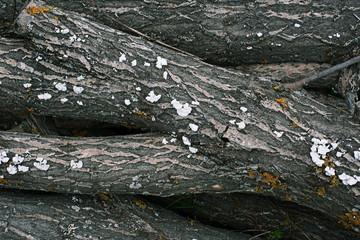 Felled tree maple with moss