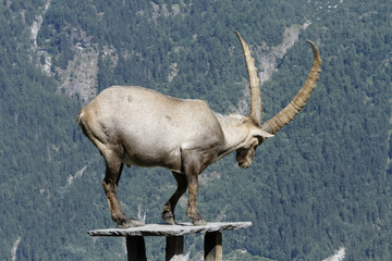 Bouquetin devant le massif du Mont-Blanc
