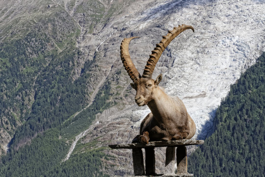 Bouquetin devant le massif du Mont-Blanc