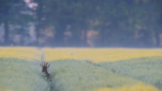 Rehbock und Ricke im Getreidefeld, Mai