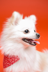 Pomeranian on the orange background