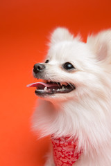 Pomeranian on the orange background