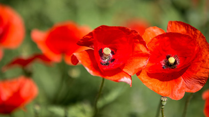 Naklejka premium Poppy