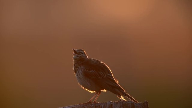Wiesenpieper singt und putzt sich, Sommer