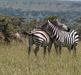 Fototapeta na wymiar Two Zebras, resting their heads on each others back, one with tail swishing and standing in green grass, Masai Mara, Kenya, Africa