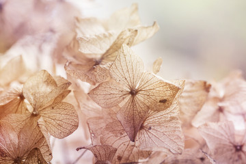 dry hydrangea floral background