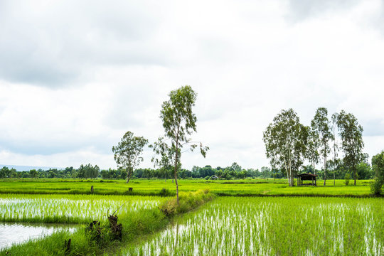 Farmer rice farmers grow rice, plow © waraphot