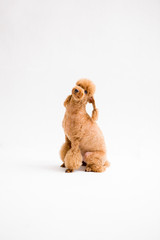 Poodle on the white background