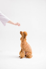 Poodle on the white background