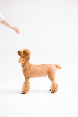 Poodle on the white background