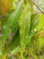 The Monsoon rain drops on the green flora of Indian subcontinent. The Monsoon season is on its peak in India. 