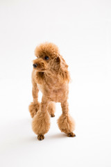 Poodle on the white background