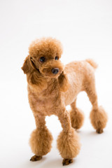 Poodle on the white background