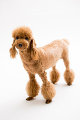 Poodle on the white background