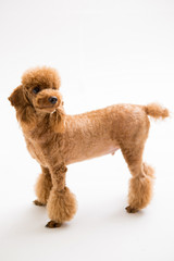 Poodle on the white background
