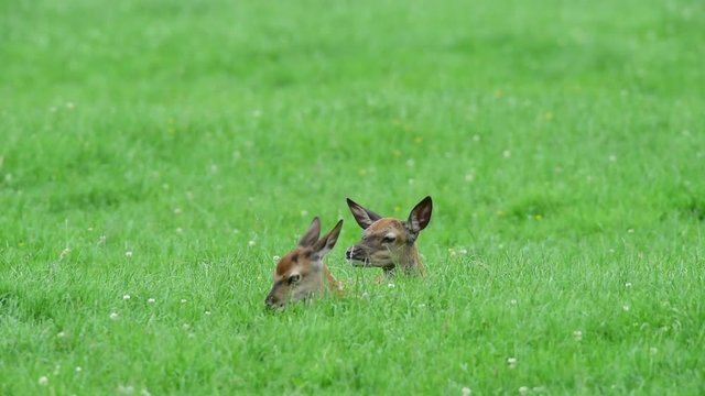 Rotwild, zwei Hirschk&auml;lber versteckt auf Wiese, Sommer