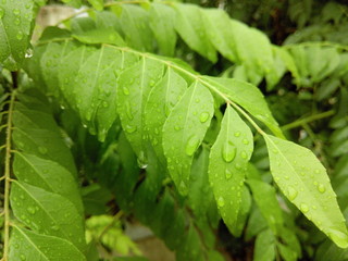 The Monsoon rain drops on the green flora of Indian subcontinent. The Monsoon season is on its peak in India. 