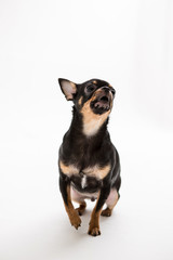 Poodle on the white background