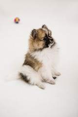 Pomeranian on the White background