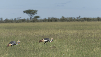 Obraz na płótnie Canvas Pair of Grey Crowned Cranes, ( Balearica regulorum ), walking across lusg green savannah with blue sky in background, Masai Mara, Kenya, Africa