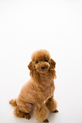 Poodle on the white background