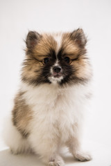 Pomeranian on the White background