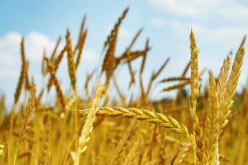Spelt, Dinkel, Feld mit Dinkel, Ähren, biologischer Landbau, Himmel, Textraum, Copy space